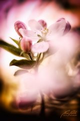 Fn11059804-Apfelblüten im magischen Licht